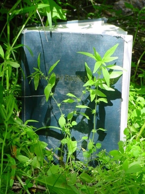 Pennsylvania pellitory (Parietaria pensylvanica)