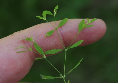 Smooth forked nailwort (Paronychia canadensis)