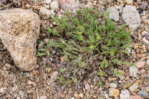 Depressed whitlow-wort (Paronychia depressa)