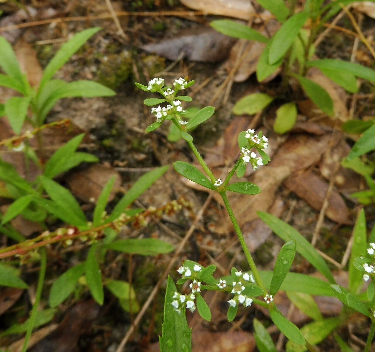 Drummond's nailwort (Paronychia drummondii)