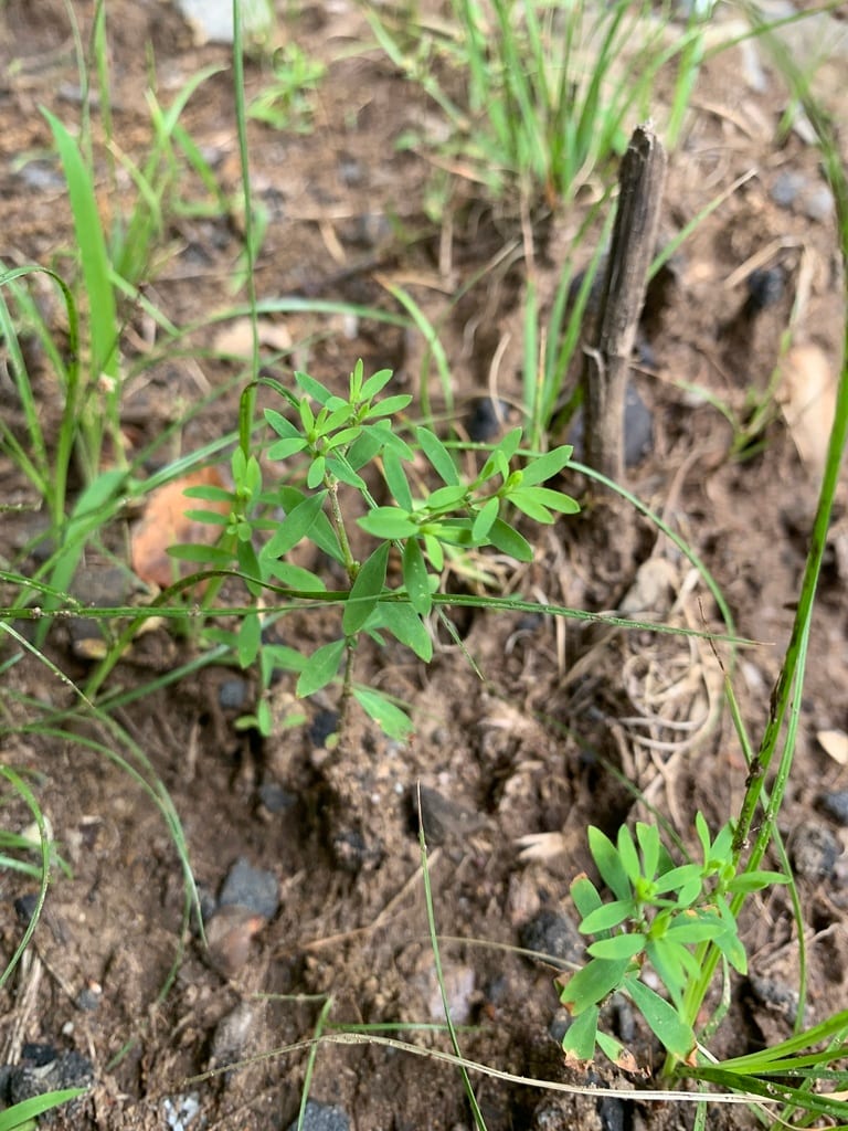 Hairy forked chickweed (Paronychia fastigiata var. fastigiata)