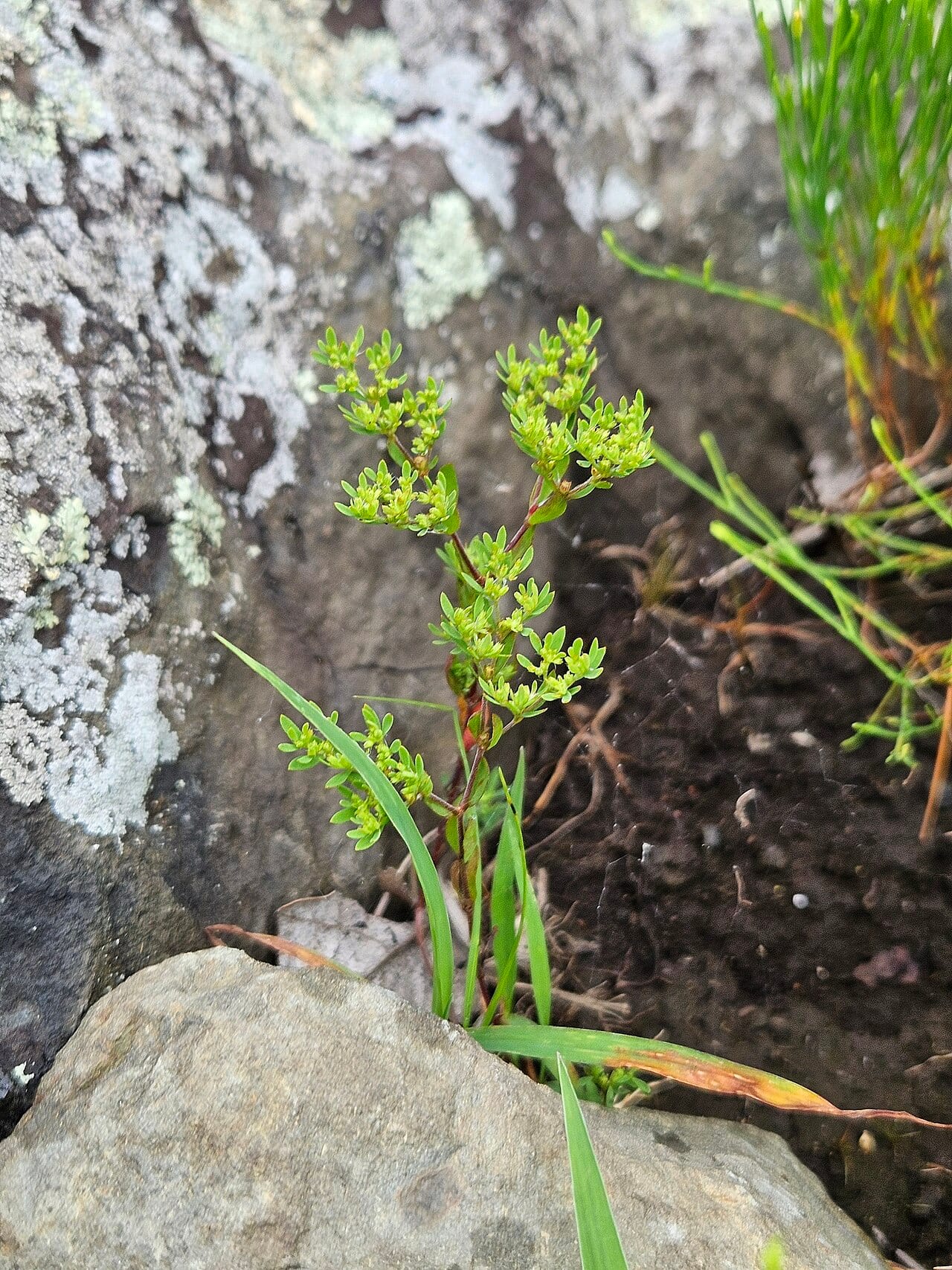 Clusterstem nailwort (Paronychia fastigiata)