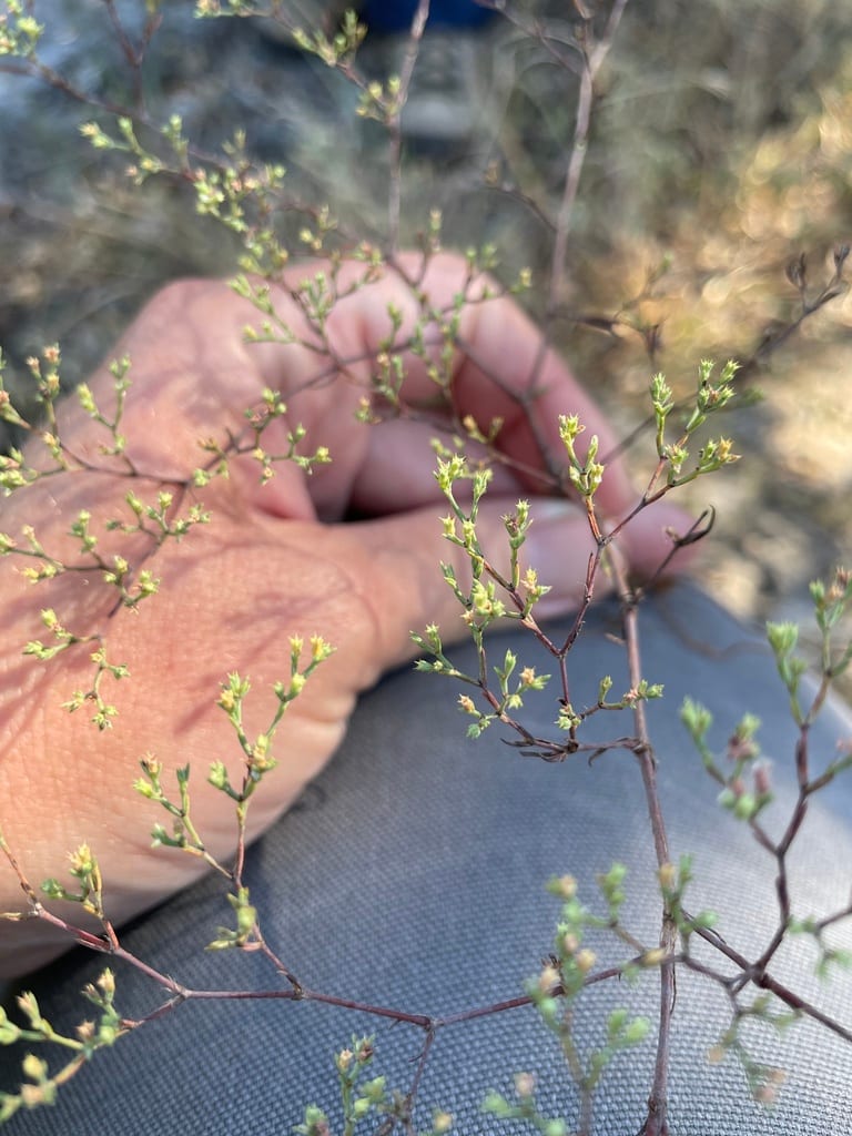 James' nailwort (Paronychia jamesii)