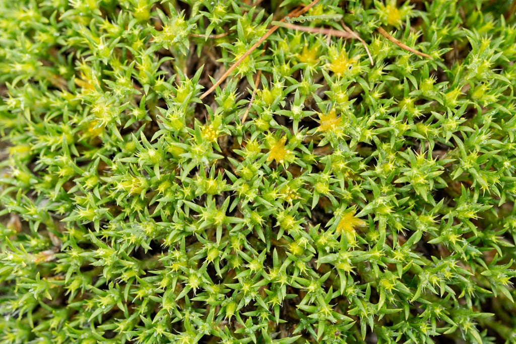 Creeping nailwort (Paronychia sessiliflora)