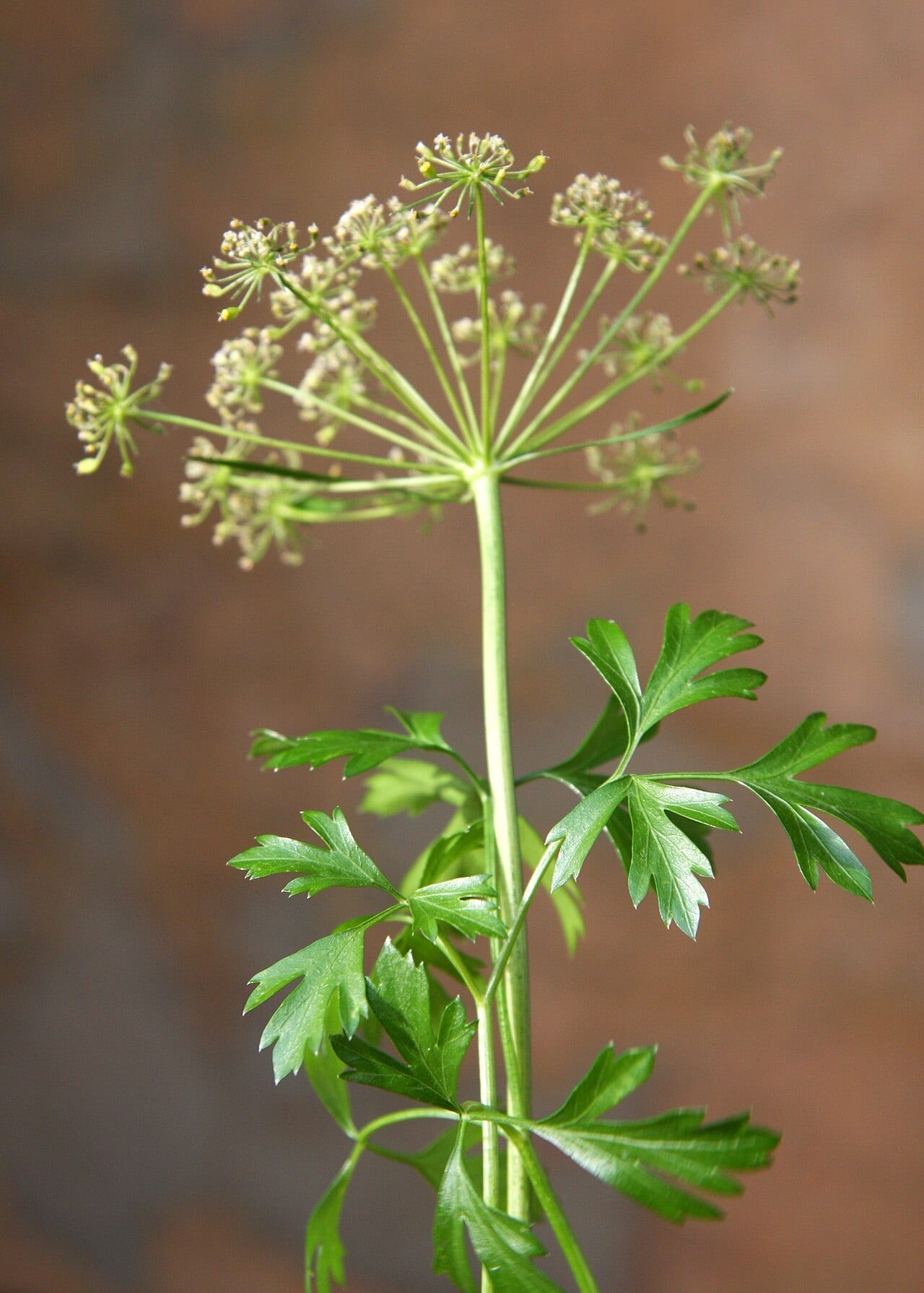 Parsley (Petroselinum crispum)