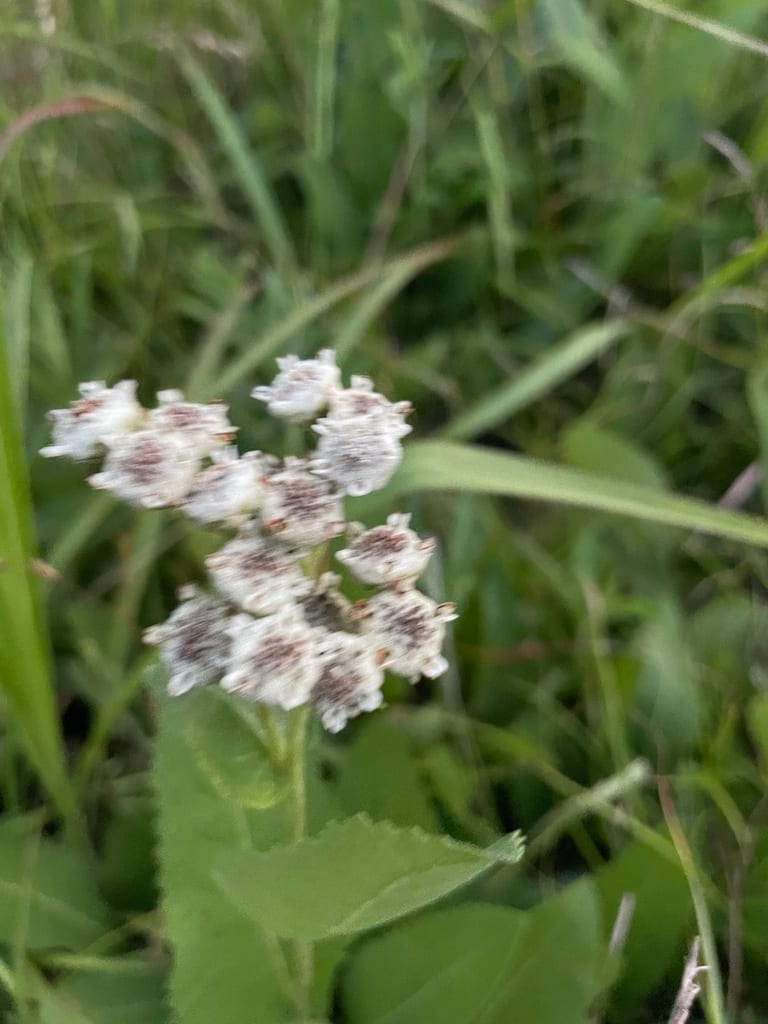 Wild quinine (Parthenium hispidum)
