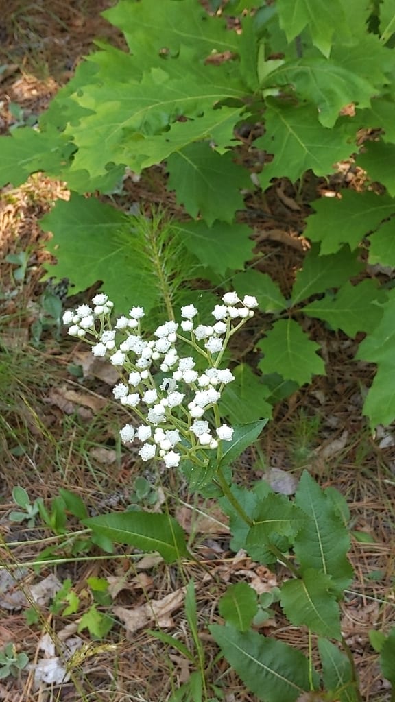 Wild quinine (Parthenium integrifolium var. integrifolium)