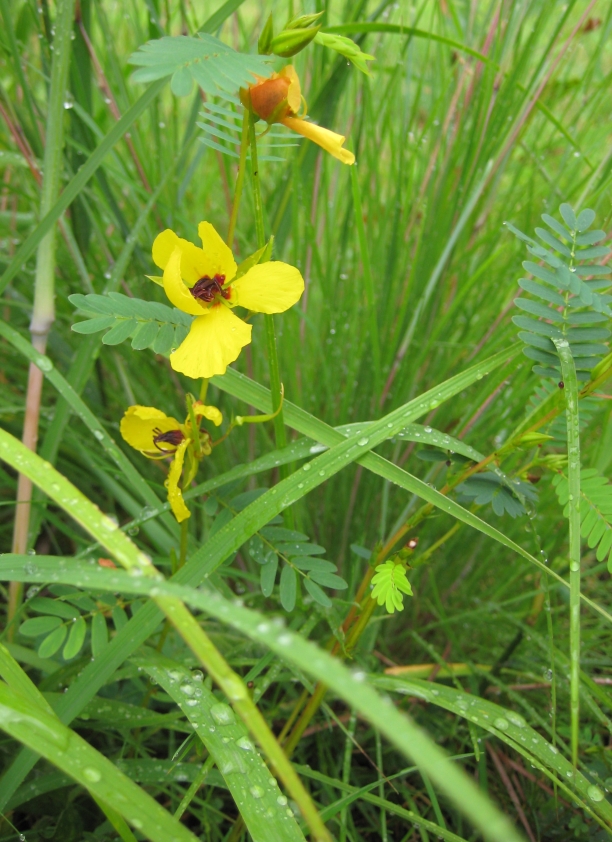 Partridge Pea (Chamaechrista fasciculata) with bright yellow asymmetrical flowers and finely divided leaves