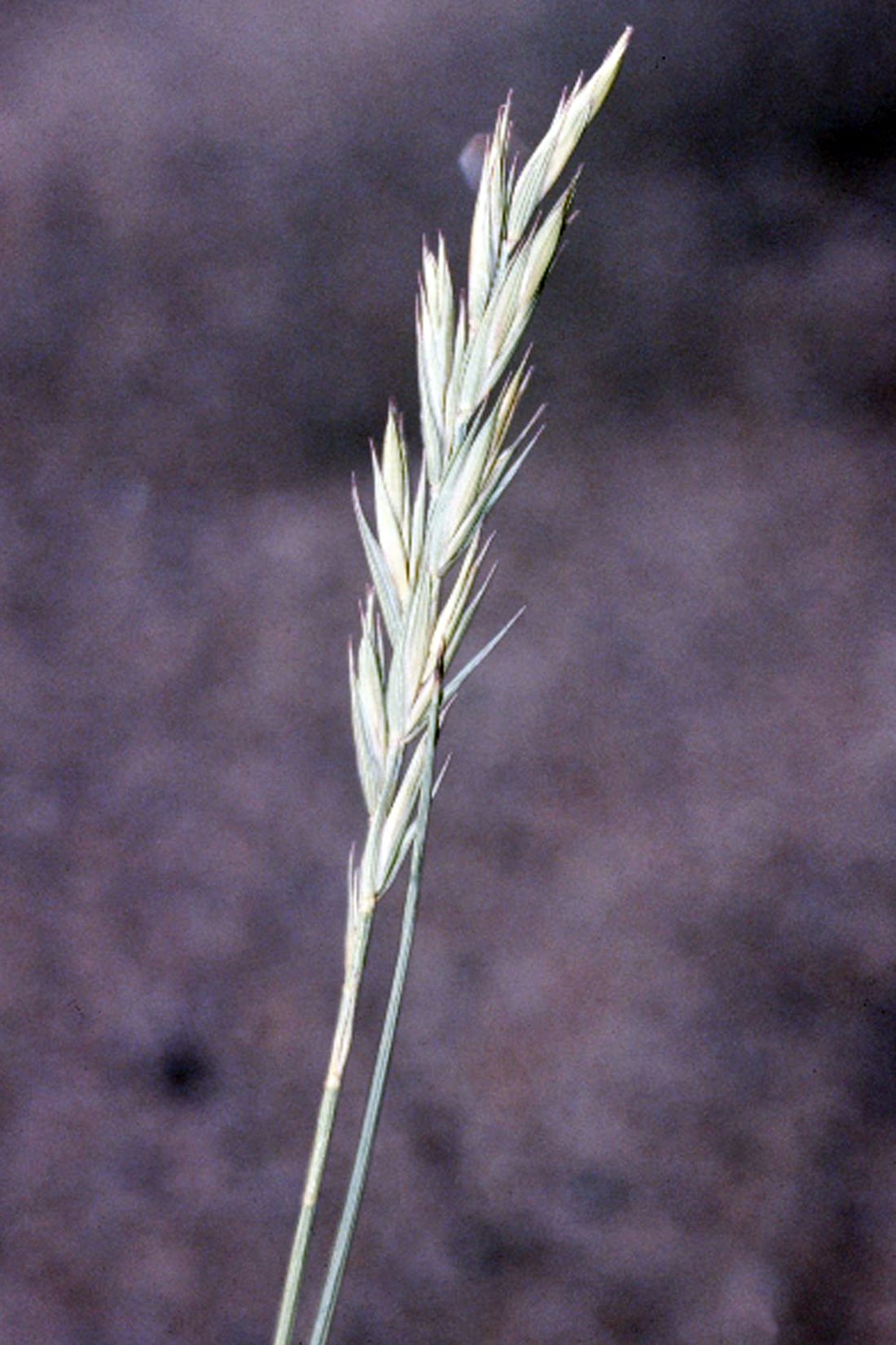 Western wheatgrass (Pascopyrum smithii)