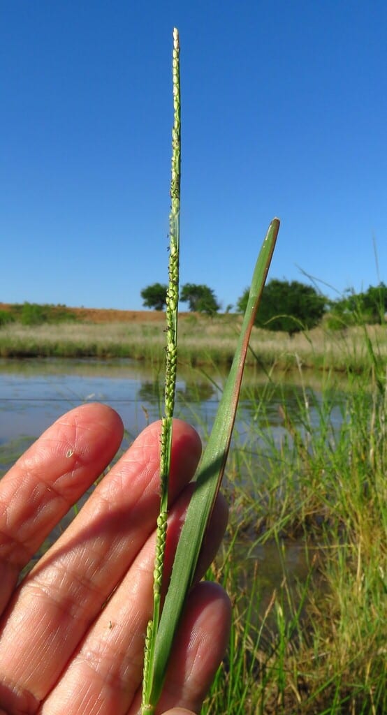 Egyptian panicgrass (Paspalidium geminatum)
