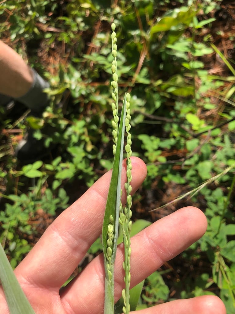 Pitchfork crown grass (Paspalum bifidum)