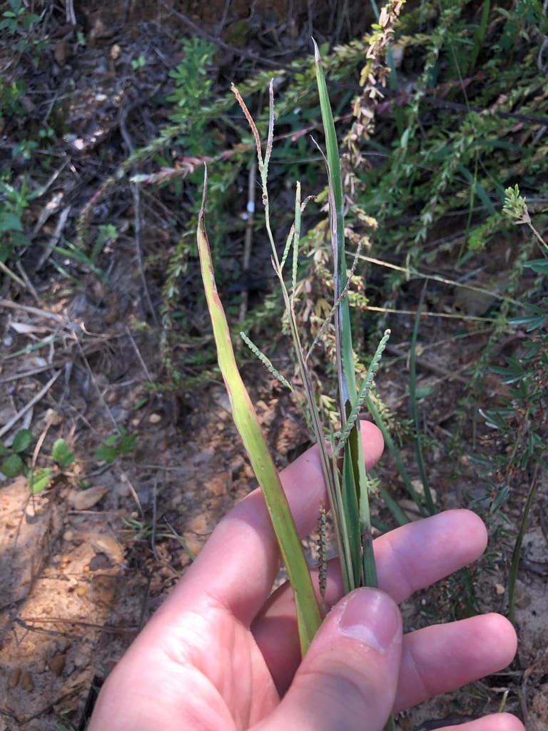 Bull crown grass (Paspalum boscianum)