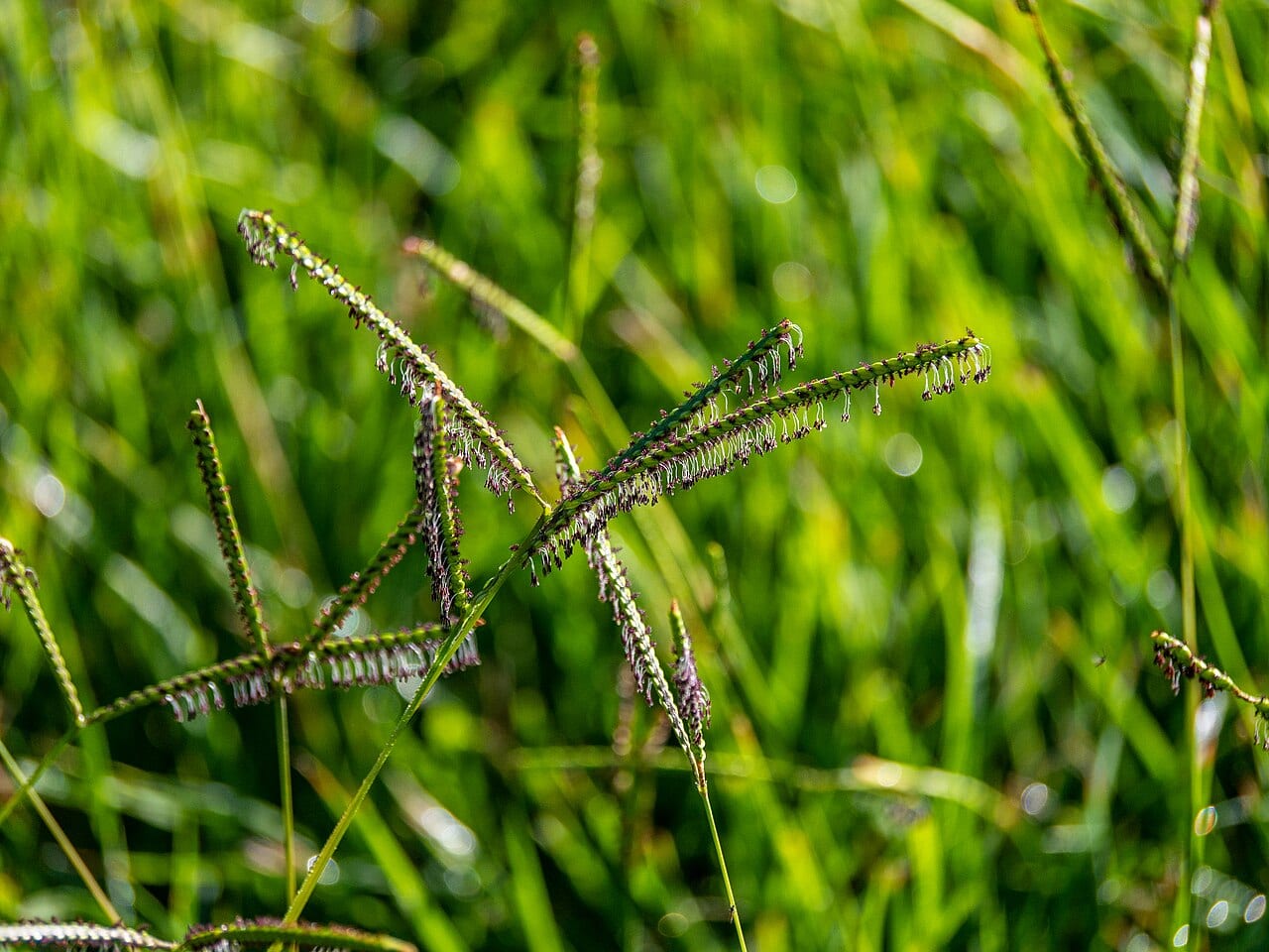 Knotgrass (Paspalum distichum)