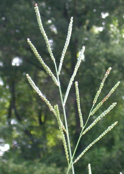 Florida paspalum (Paspalum floridanum)