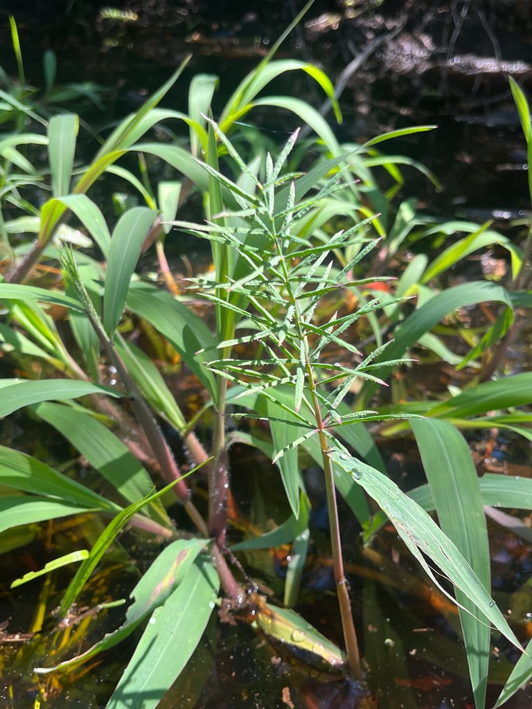 Horsetail paspalum (Paspalum fluitans)
