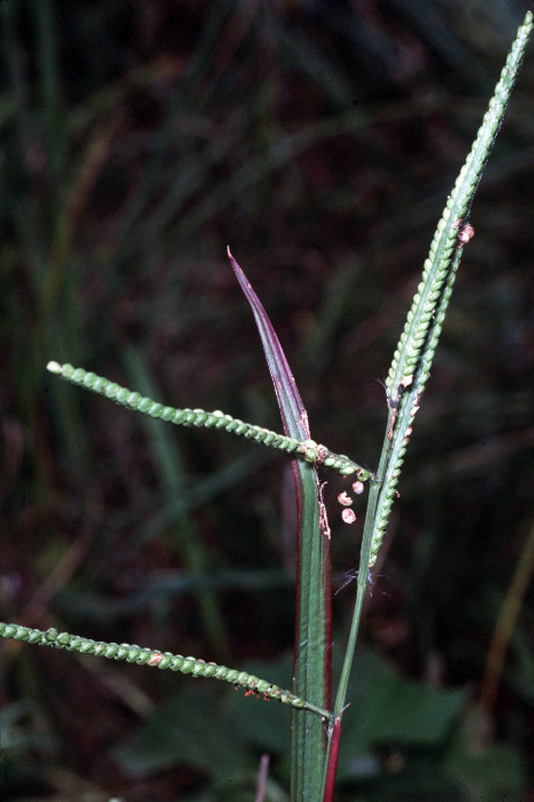 Field crown grass (Paspalum laeve)
