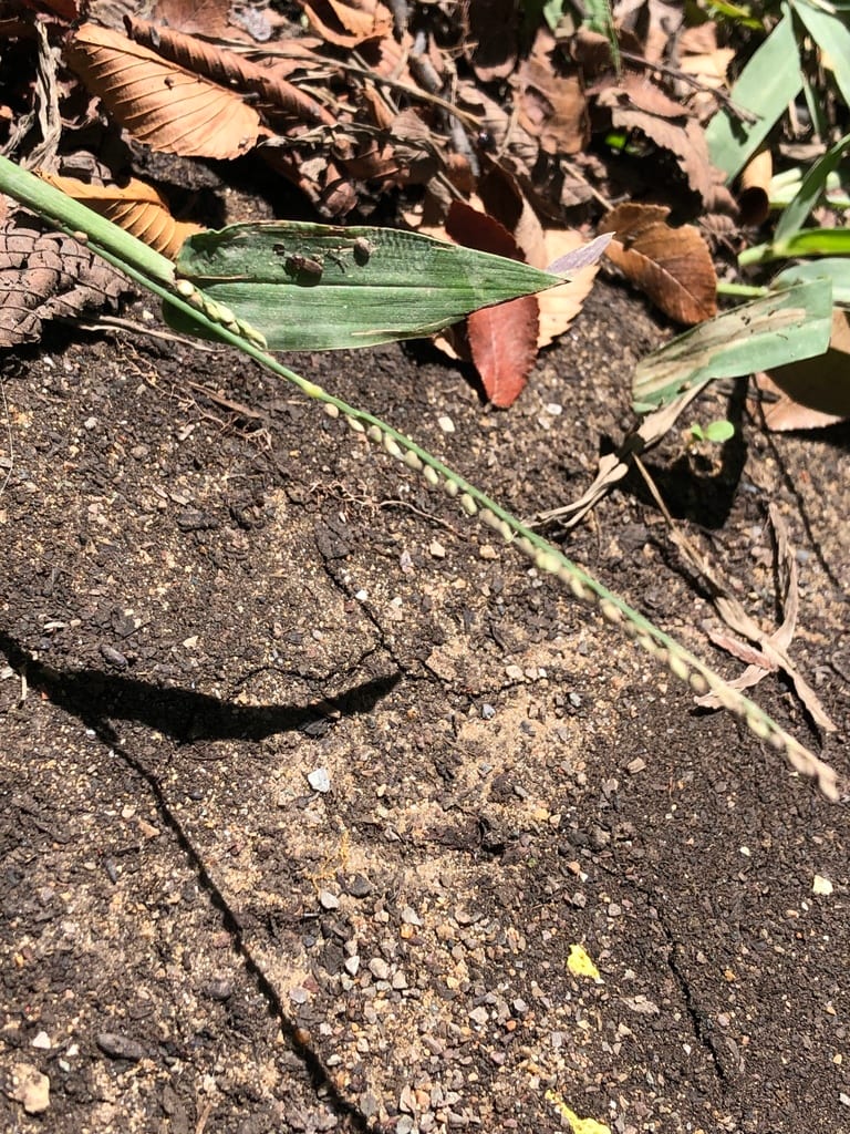 Rustyseed paspalum (Paspalum langei)