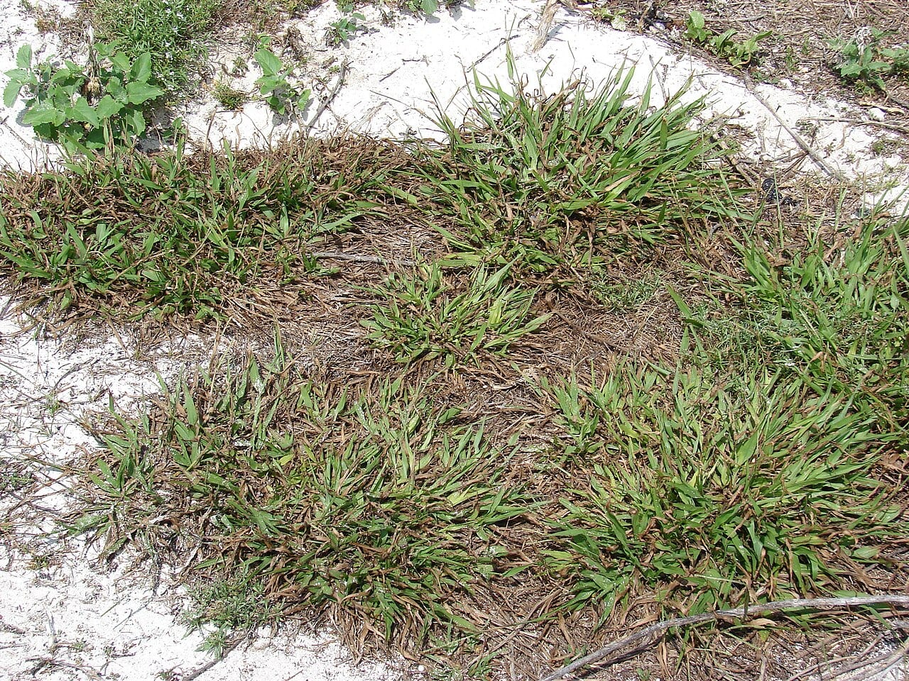 Thin paspalum (Paspalum setaceum)
