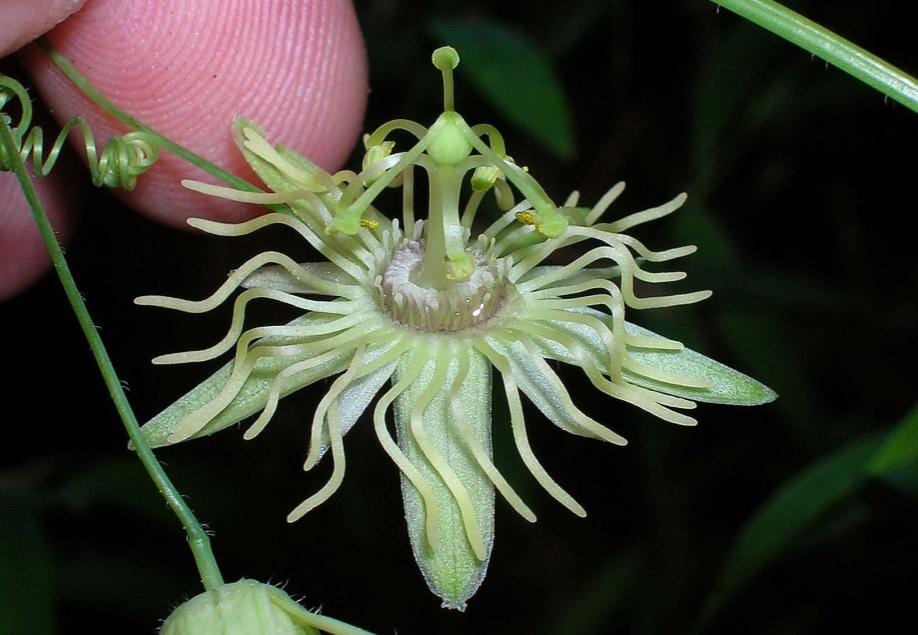 Yellow passionflower (Passiflora lutea)