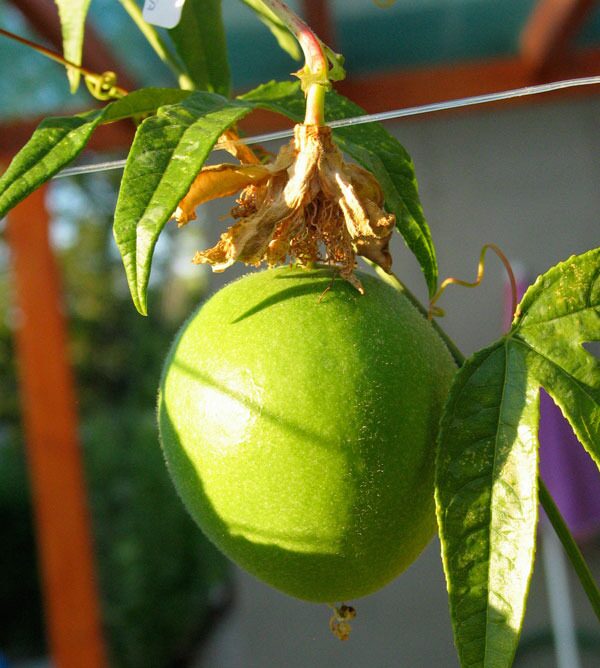 Maypop / Passionflower (Passiflora incarnata) — purple-and-white fringed corona