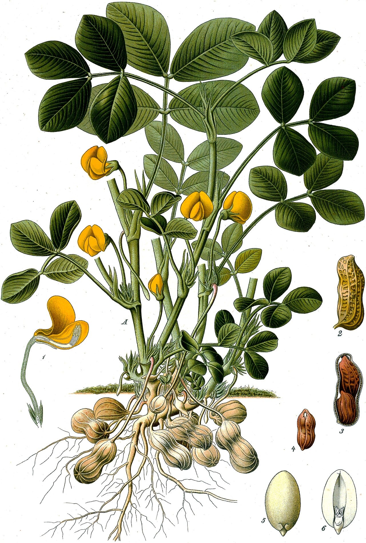 Peanut (Arachis hypogaea)