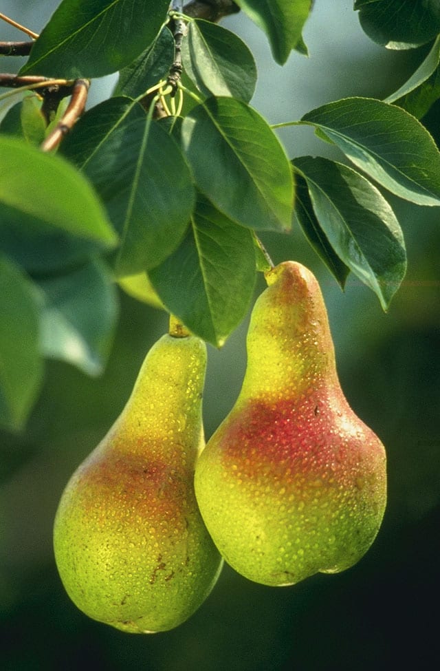 European Pear (Pyrus communis)