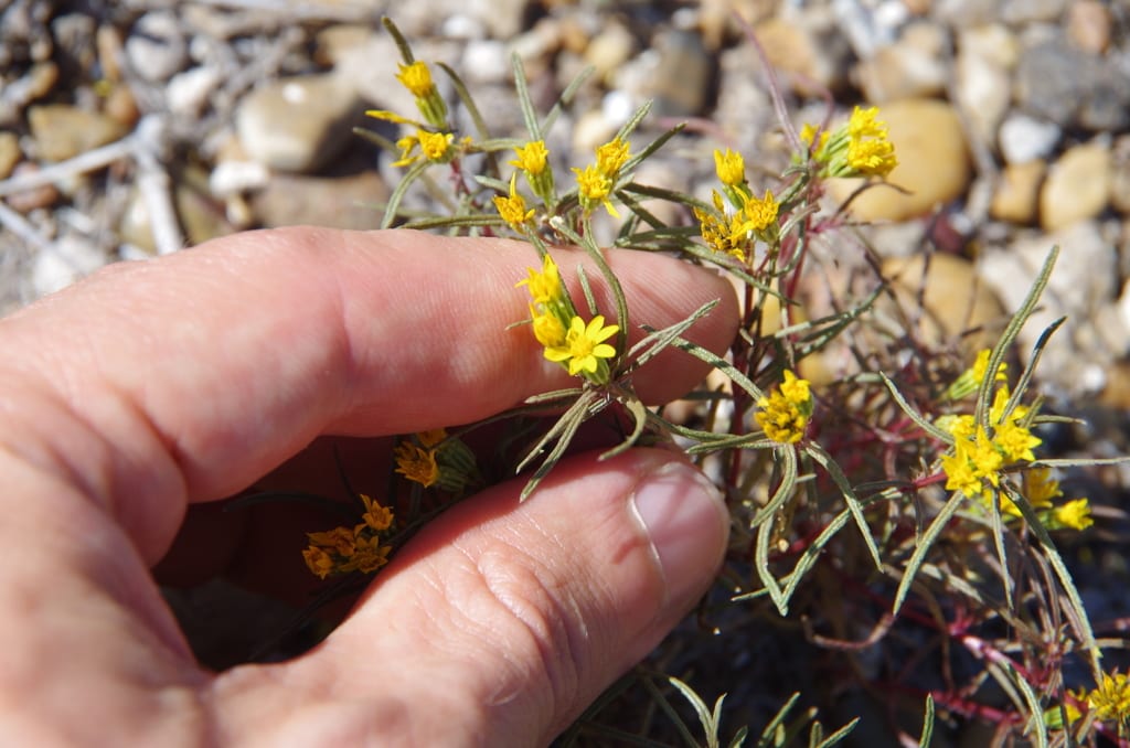 Narrowleaf pectis (Pectis angustifolia var. angustifolia)
