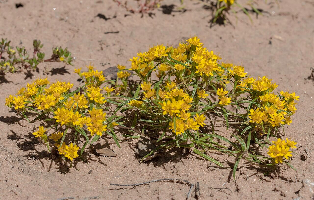 Limoncillo (Pectis angustifolia)