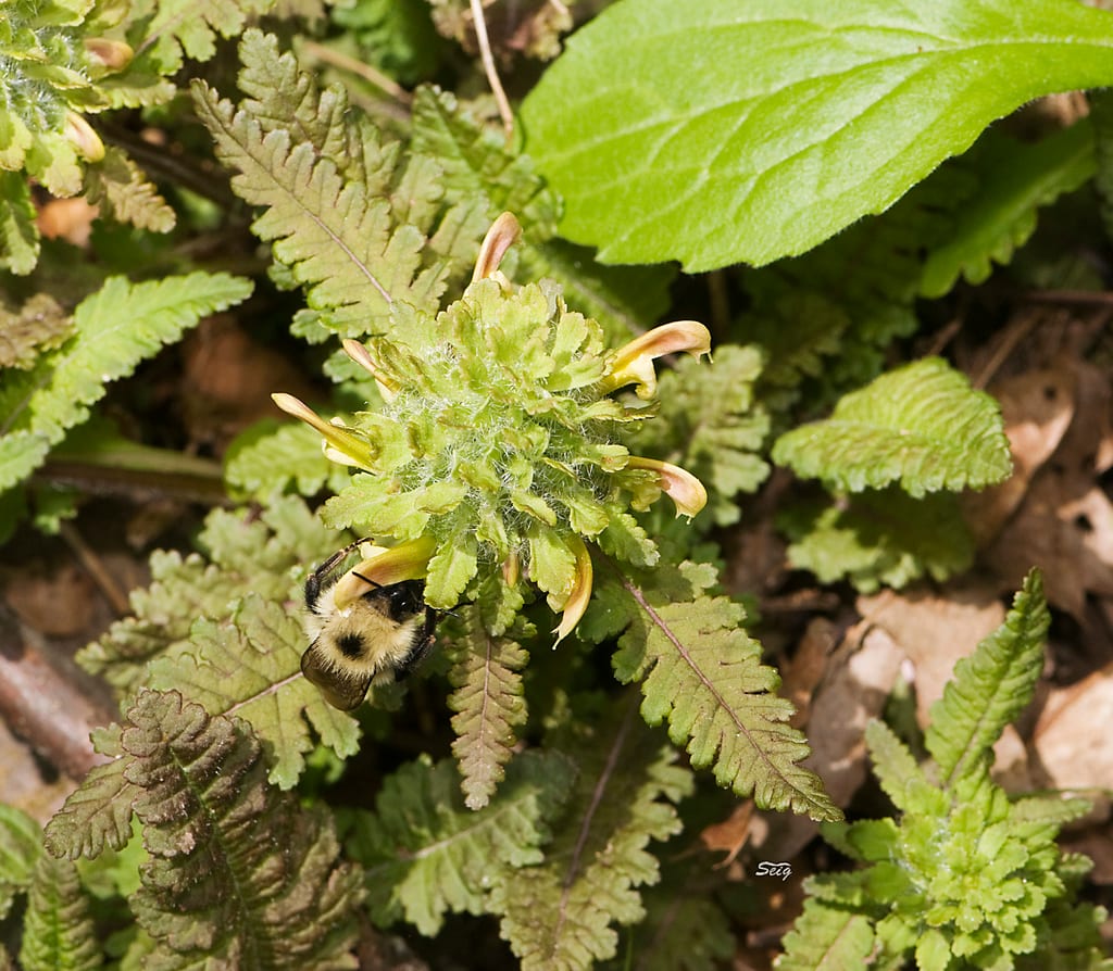 Canadian lousewort (Pedicularis canadensis ssp. canadensis)