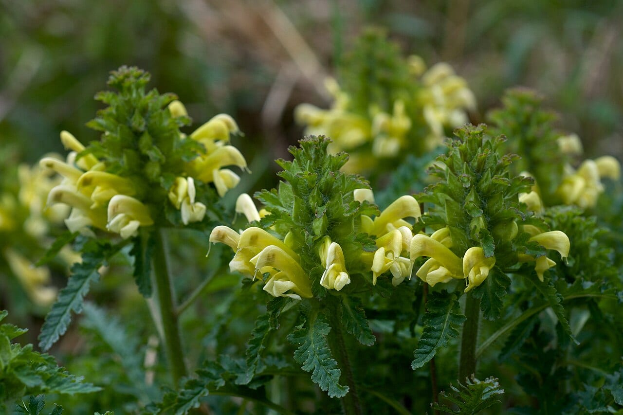 Canadian lousewort (Pedicularis canadensis)