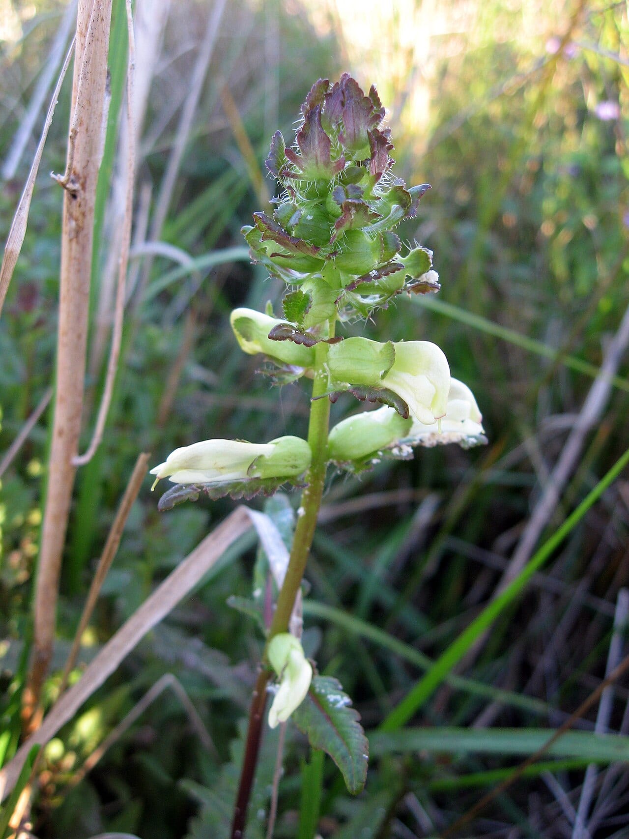 Swamp lousewort (Pedicularis lanceolata)