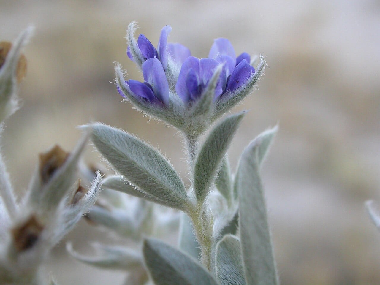Silverleaf indian breadroot (Pediomelum argophyllum)