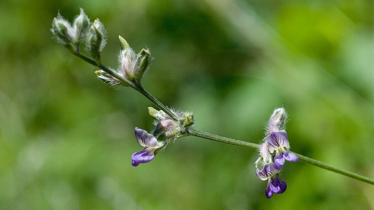 Palmleaf indian breadroot (Pediomelum digitatum)