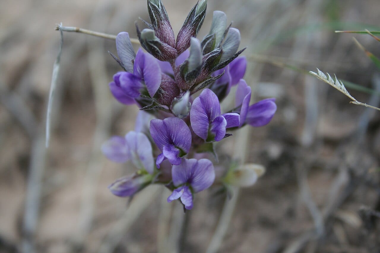 Large indian breadroot (Pediomelum esculentum)