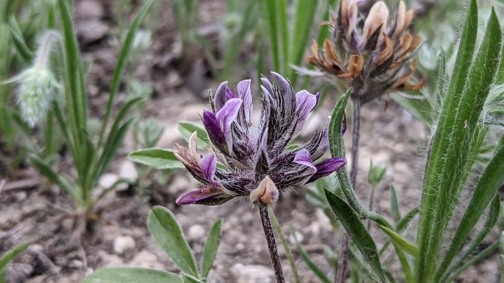 Subterranean indian breadroot (Pediomelum hypogaeum var. subulatum)