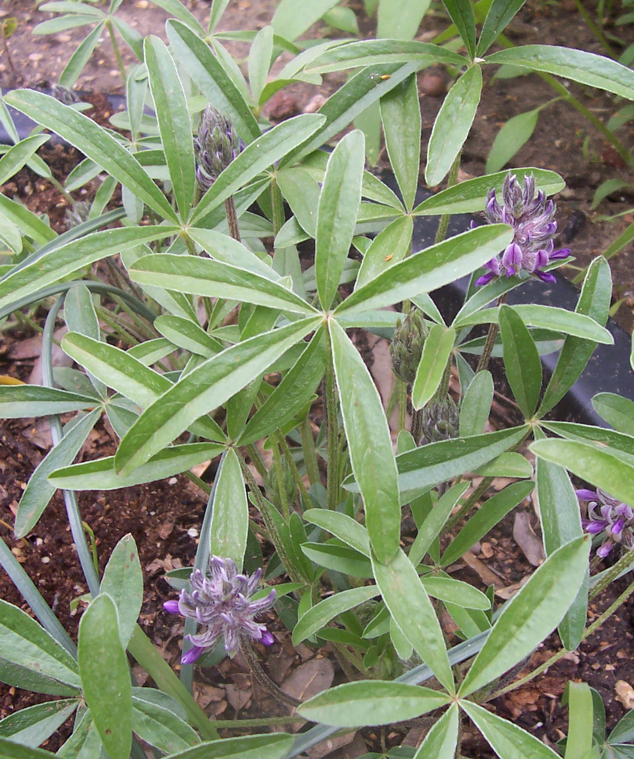 Subterranean indian breadroot (Pediomelum hypogaeum)