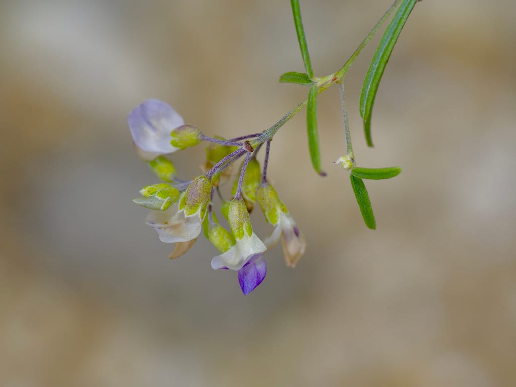 Narrowleaf indian breadroot (Pediomelum linearifolium)