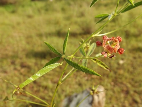 Palmer's breadroot (Pediomelum palmeri)