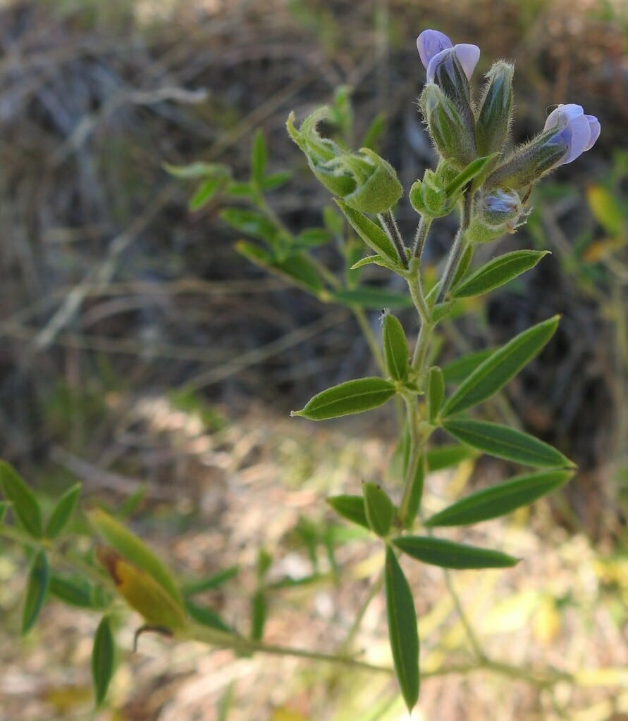 Rock indian breadroot (Pediomelum reverchonii)