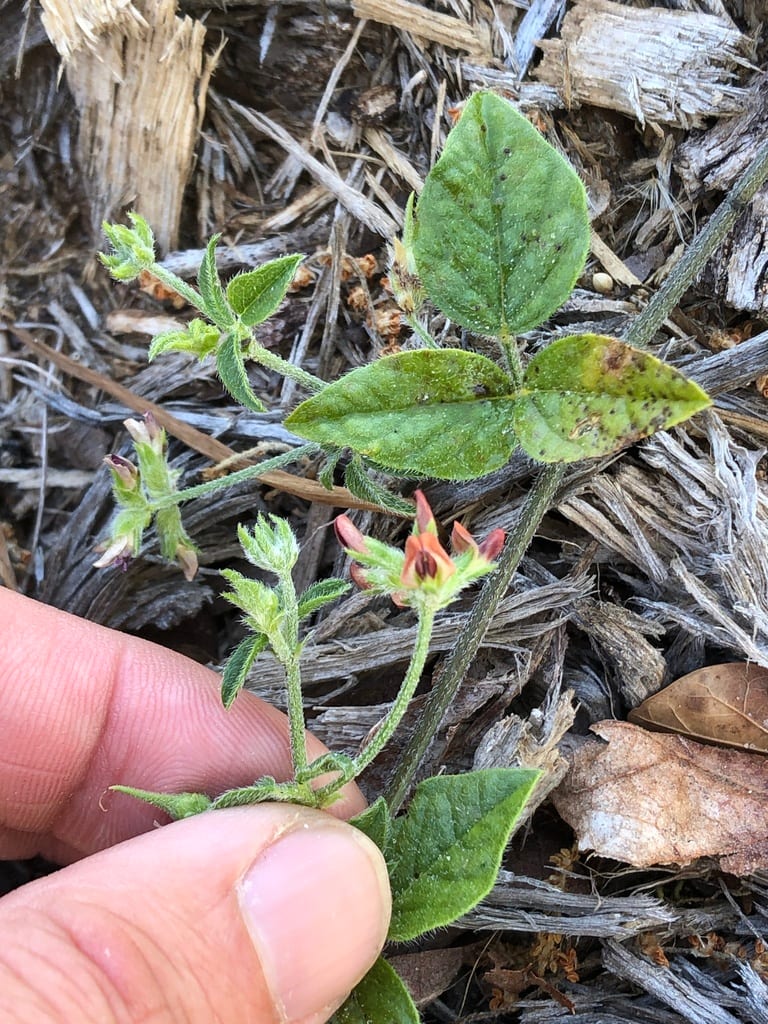 Gulf indian breadroot (Pediomelum rhombifolium)