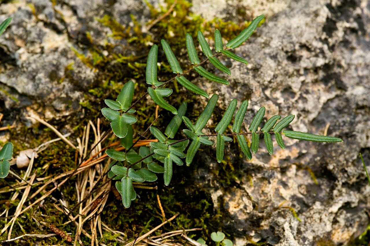 Purple cliffbrake (Pellaea atropurpurea)