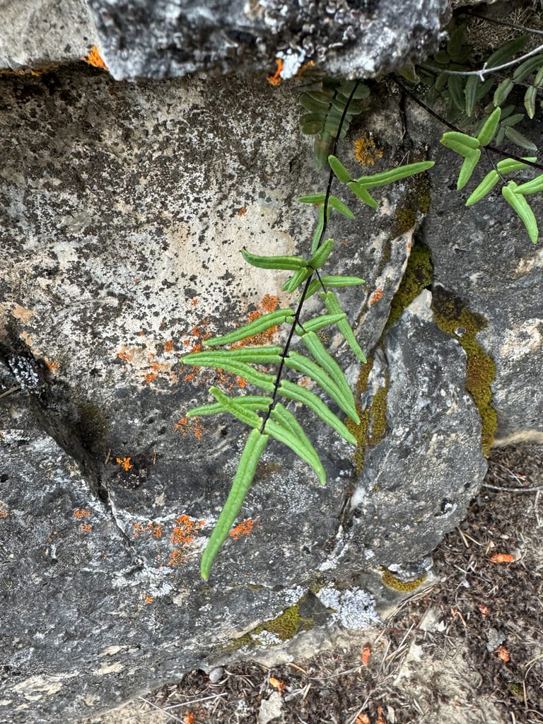 Gastony's cliff brake (Pellaea gastonyi)