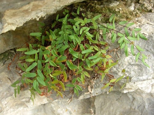 Missouri cliffbrake (Pellaea glabella ssp. missouriensis)