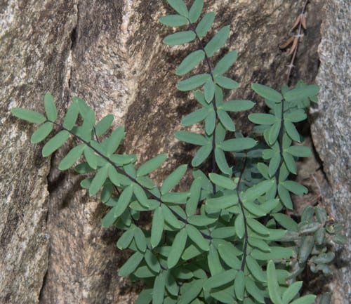 Wright's cliffbrake fern (Pellaea wrightiana)