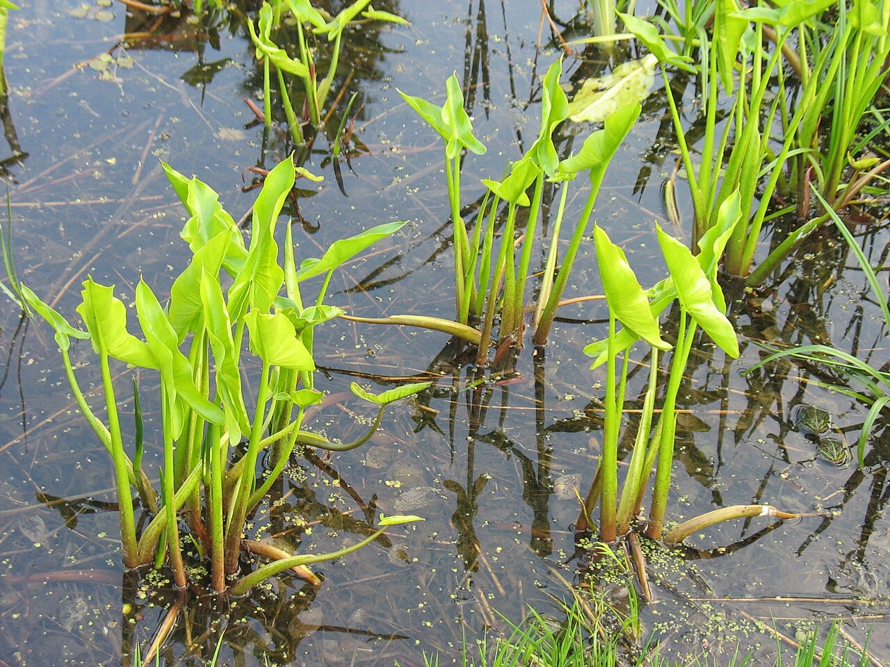 Tuckahoe (Peltandra virginica)