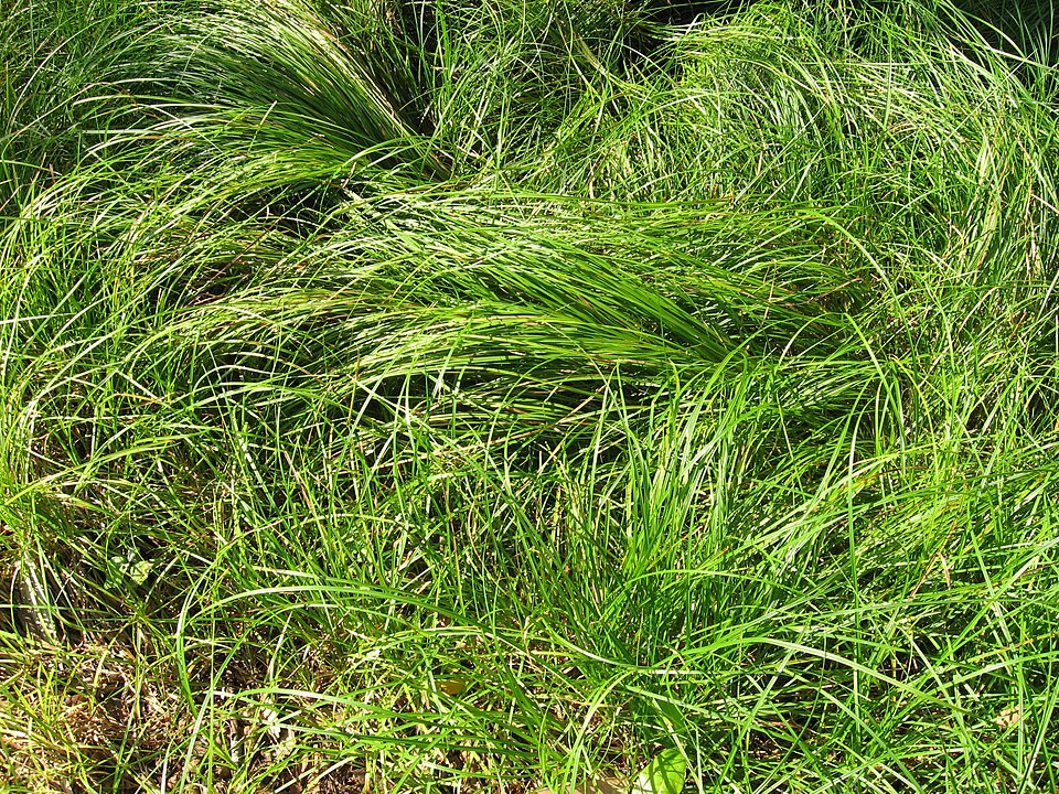 Pennsylvania Sedge (Carex pensylvanica) — dense carpet of fine-textured foliage in dappled woodland shade