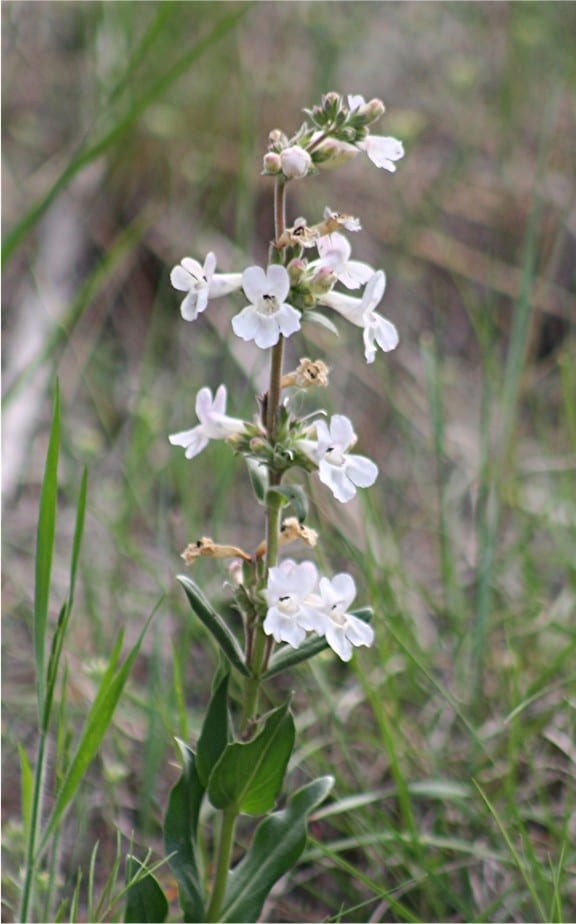 White penstemon (Penstemon albidus)