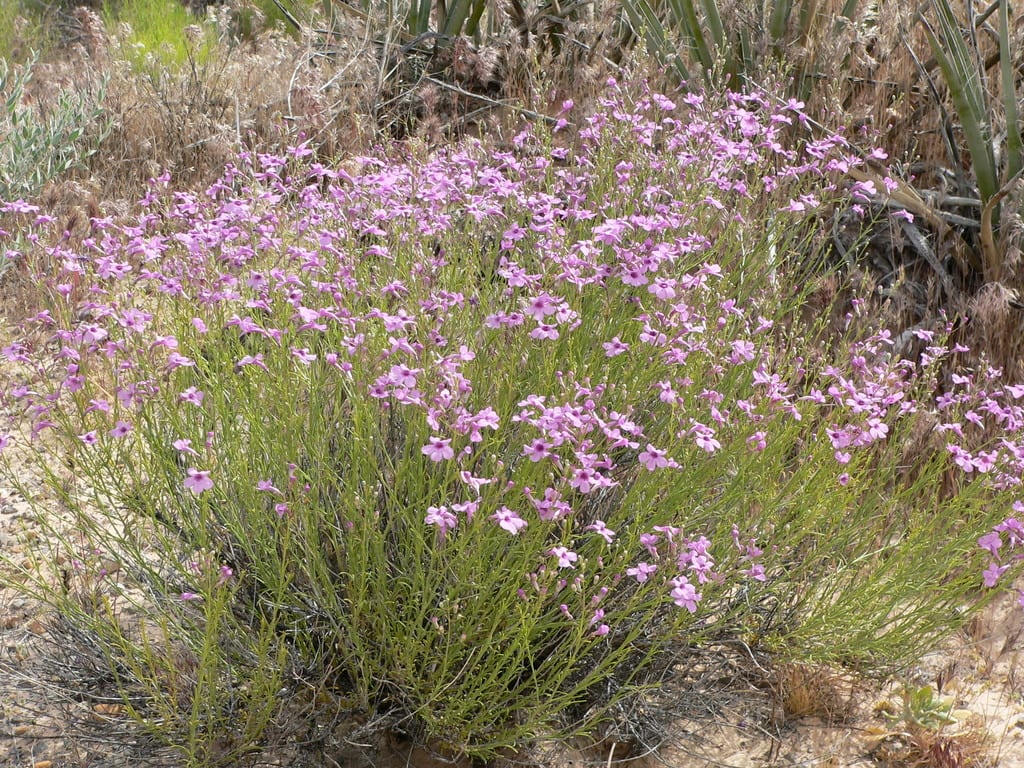 Gilia beardtongue (Penstemon ambiguus var. ambiguus)