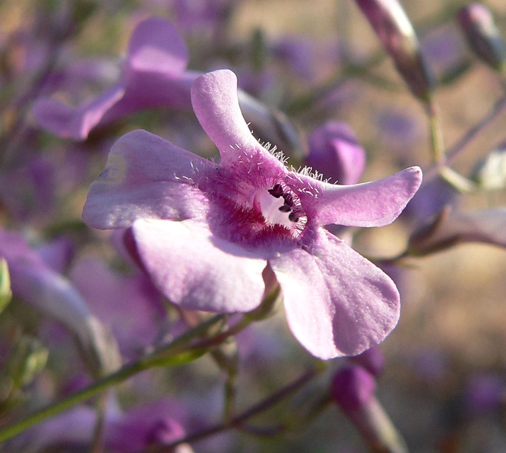 Pink plains penstemon (Penstemon ambiguus)