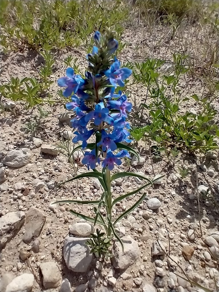 Broadbeard beardtongue (Penstemon angustifolius var. caudatus)